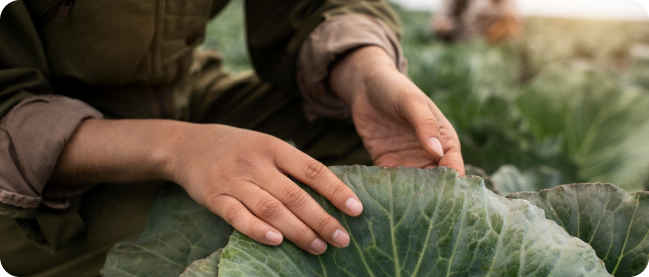 in the image a farmer checks the recovery of plant diseases