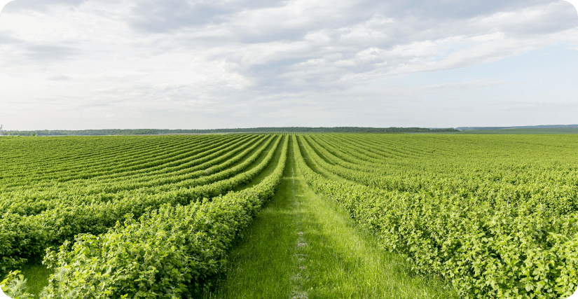 The image shows a regularly planted field